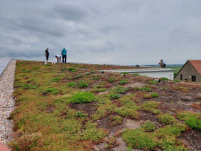 Extenzivní šikmá zelená střecha v Miroslavi / Zelená střecha 3 v 1
