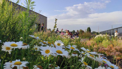 DADA Distrikt – Brno / Komunitní zelená střecha na bývalých skladech