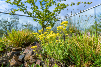ZOO Praha – administrativní budova / Střecha jako refugium pro přírodu a zoologa (foto: Petr Hamerník)