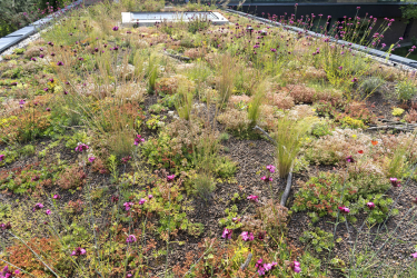 Biodiverzitní zelená střecha