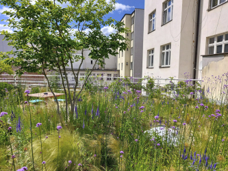 Zelená intenzivní střecha administrativního objektu v centru Prahy, v ulici Truhlářská