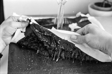 Obr. 4: Samolepicí vrstva při odkrývání vzorku