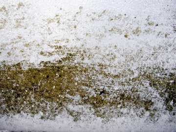 Obr. 3: Povlak řas na skle