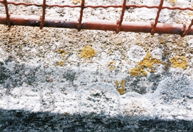 Obr. 7: Lišejník na podezdívce