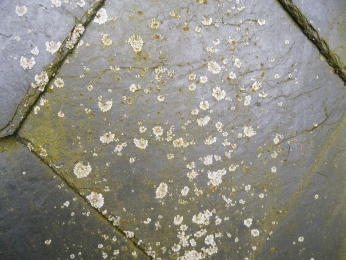 Obr. 8: Lišejník na břidličné krytině