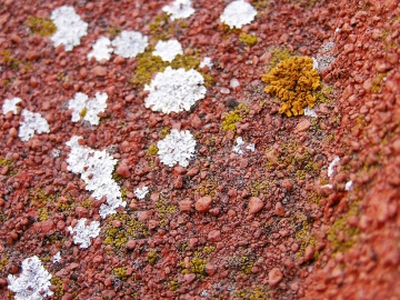 Obr. 10: Lišejník Lecanora muralis