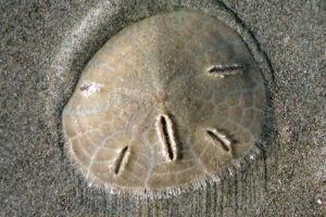 Forstpavillon ve Švábském Gmündu – lehká dřevěná desková konstrukce z bukové překližky