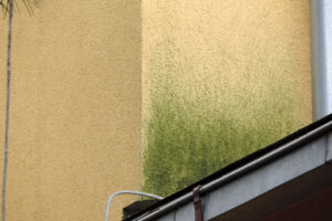 Vznikla metodika pro stanovení rizika napadení fasád s ETICS mikroorganismy