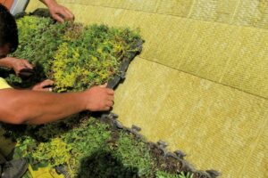 Fenomén zelených střech: Přírodě vrátíme dluh a ještě si zajistíme komfortní bydlení