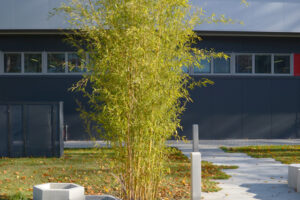 Firma bojuje proti pracovnímu stresu relaxací v parku