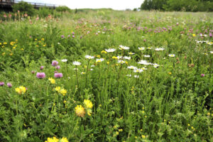 Zelené střechy od projektu k realizaci