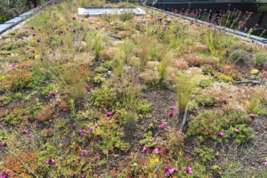 Zelené střechy – trendy a synergie